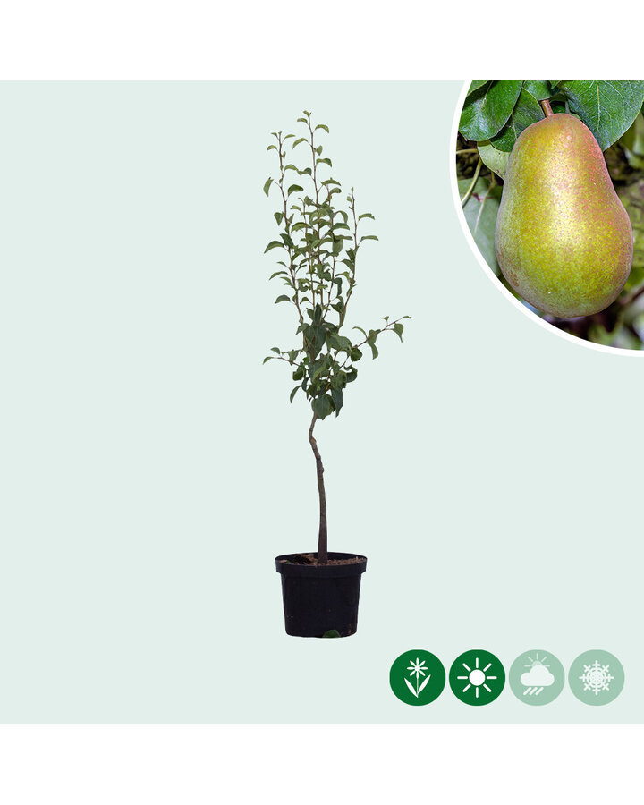 Pyrus c. 'Triomphe de Vienne' | Perenboom