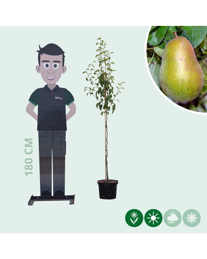 Pyrus c. 'Triomphe de Vienne' | Perenboom