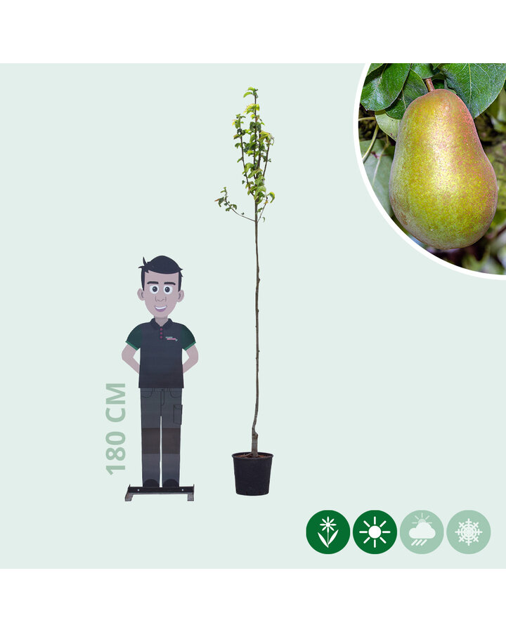 Pyrus c. 'Triomphe de Vienne' | Perenboom