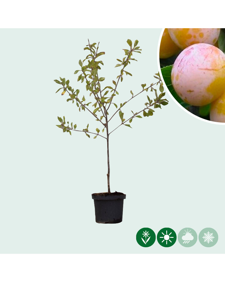 Prunus d. 'Mirabelle de Nancy' | Pruimenboom
