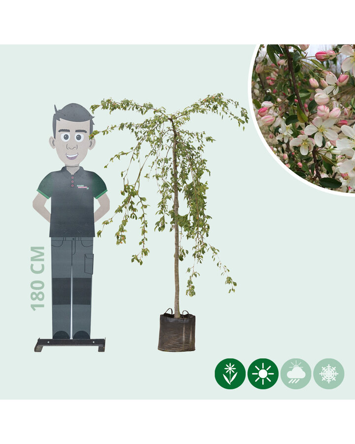 Malus 'Red Jade' | Sierappel