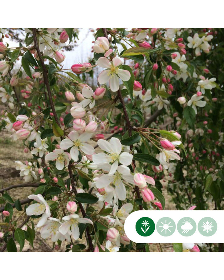 Malus 'Red Jade' | Sierappel