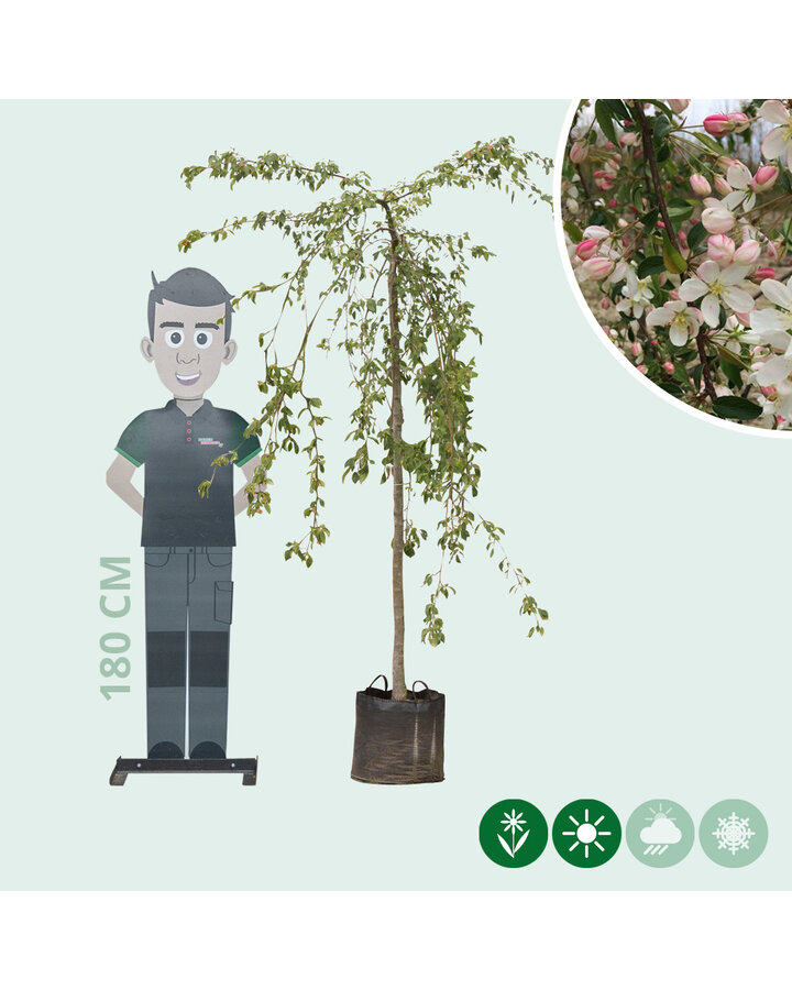 Malus 'Red Jade' | Sierappel