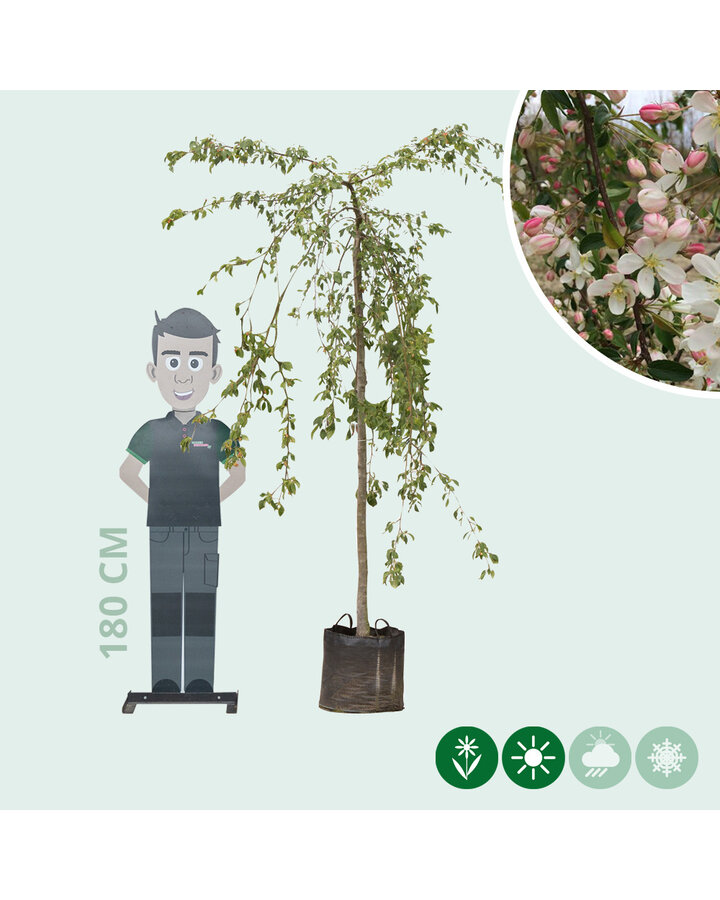 Malus 'Red Jade' | Sierappel