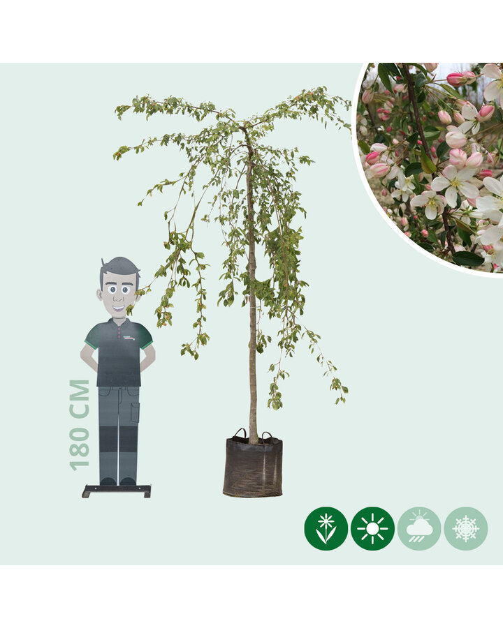 Malus 'Red Jade' | Sierappel