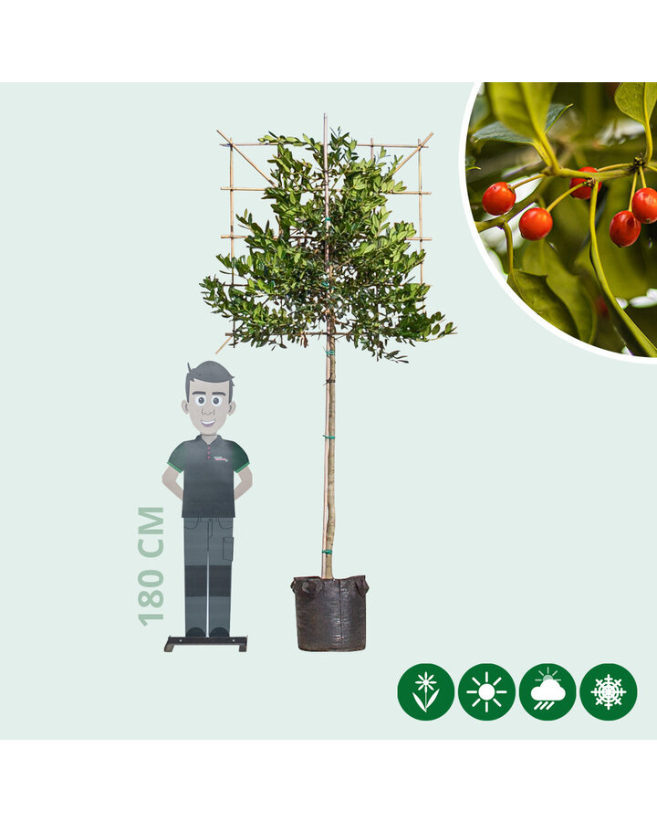 Ilex 'Nellie R. Stevens' | Hulst  | Leiboom