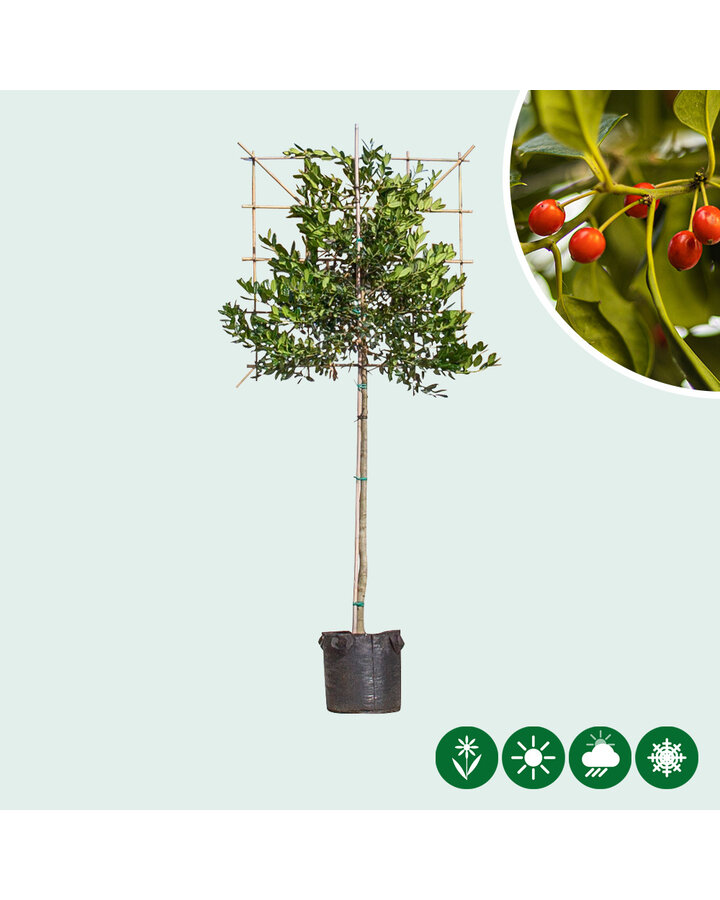 Ilex 'Nellie R. Stevens' | Hulst  | Leiboom