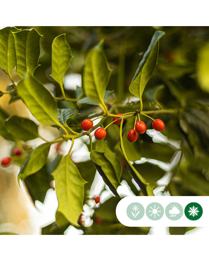 Ilex 'Nellie R. Stevens' | Hulst  | Leiboom