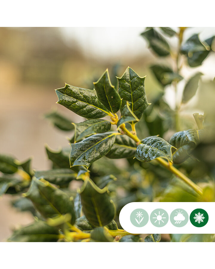 Ilex 'Nellie R. Stevens' | Hulst  | Leiboom