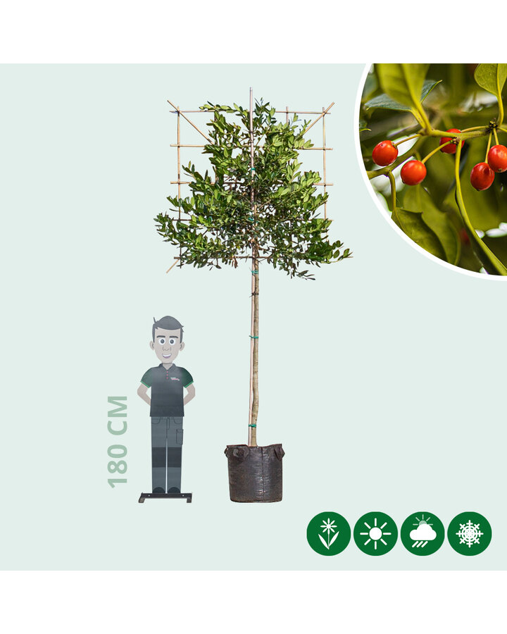 Ilex 'Nellie R. Stevens' | Hulst  | Leiboom