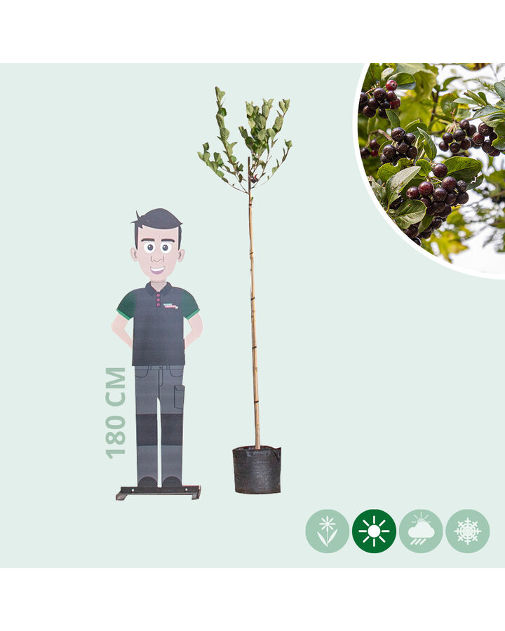 Aronia prunifolia 'Viking' | Appelbes