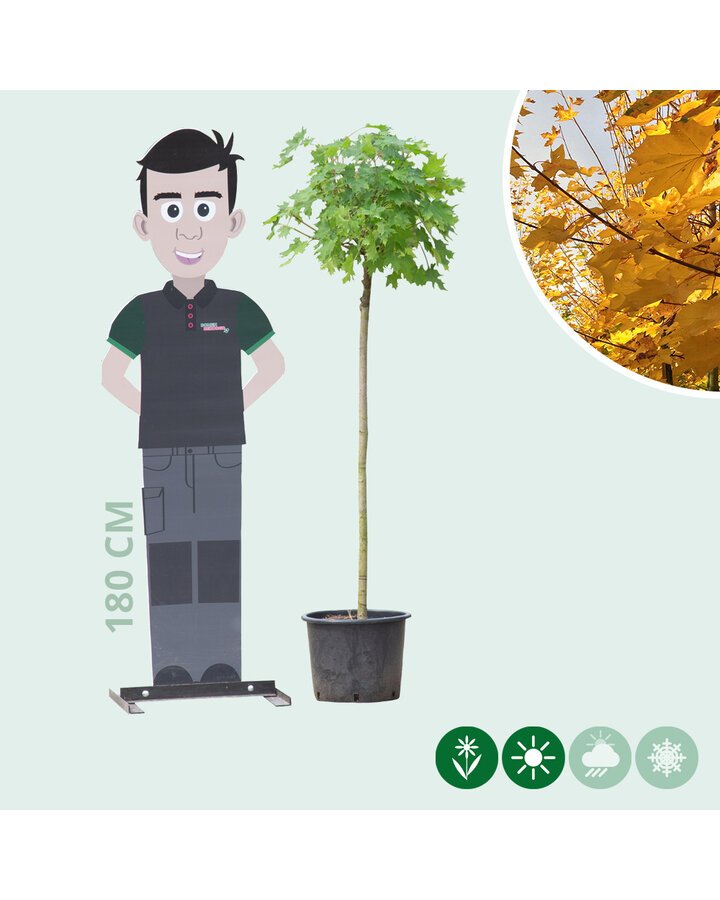 Acer plat. 'Globosum' | Kogelesdoorn