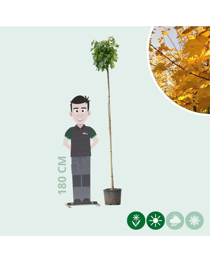 Acer plat. 'Globosum' | Kogelesdoorn