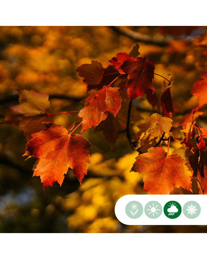 Acer freemanii 'Autumn Blaze' | Freemans esdoorn