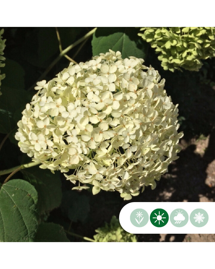 Hydrangea arbor. 'Annabelle' | Hortensia 'Annabelle' Solitair