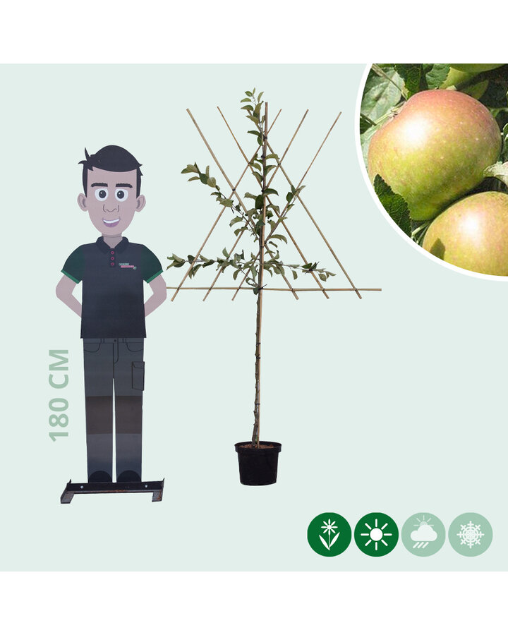 Malus d. 'James Grieve' | Appelboom | Leivorm