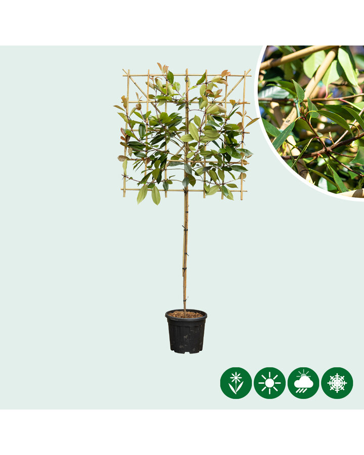 Photinia fraseri 'Red Robin' | Glansmispel  | Leiboom
