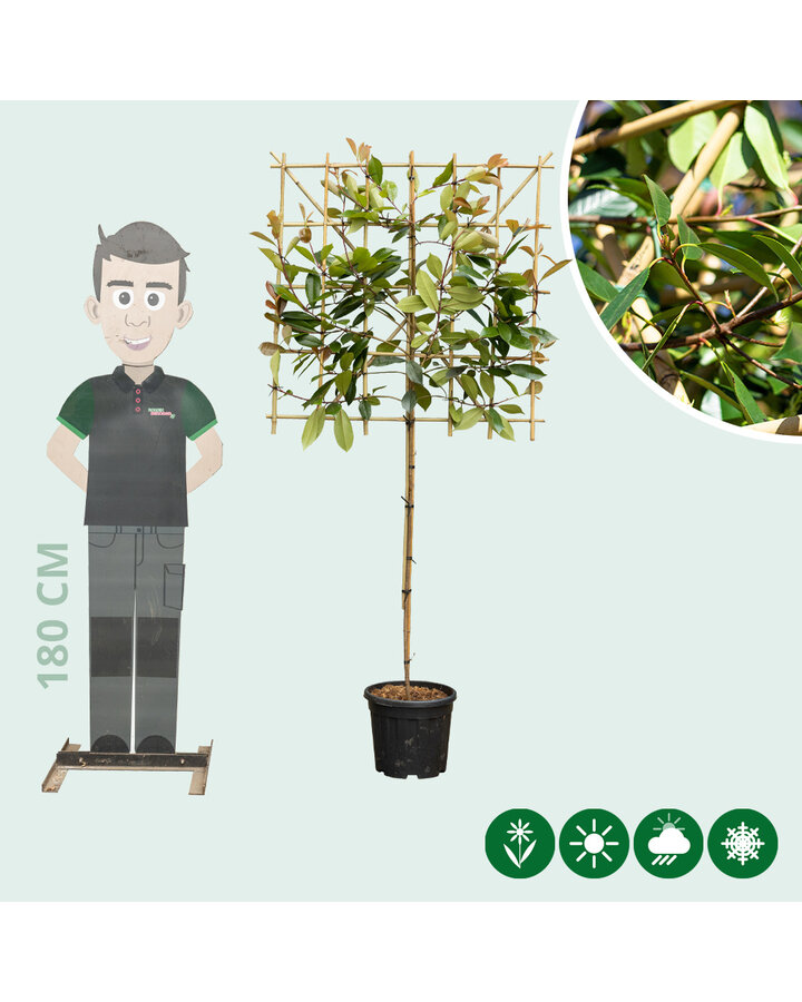 Photinia fraseri 'Red Robin' | Glansmispel  | Leiboom