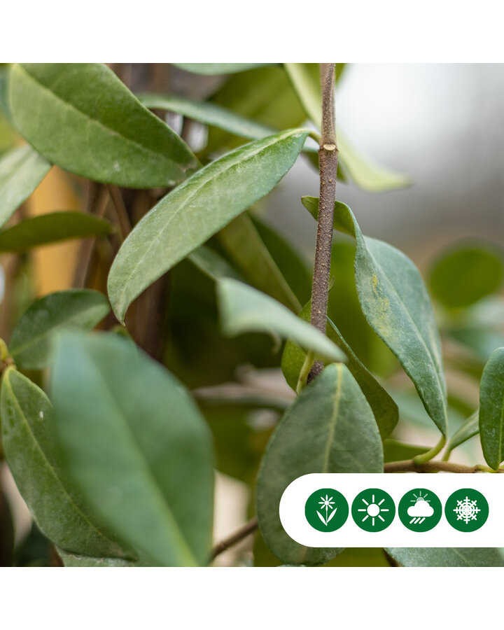 Trachelospermum jasminoides | Witte Toscaanse Jasmijn  | Dakboom