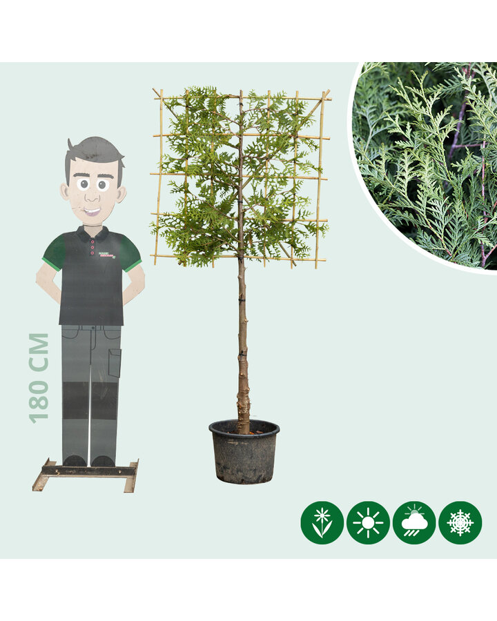 Thuja | Conifeer leiboom