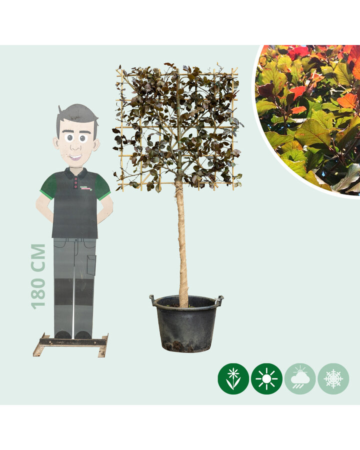 Fagus syl. 'Atropunicea' | Rode beuk | Leiboom