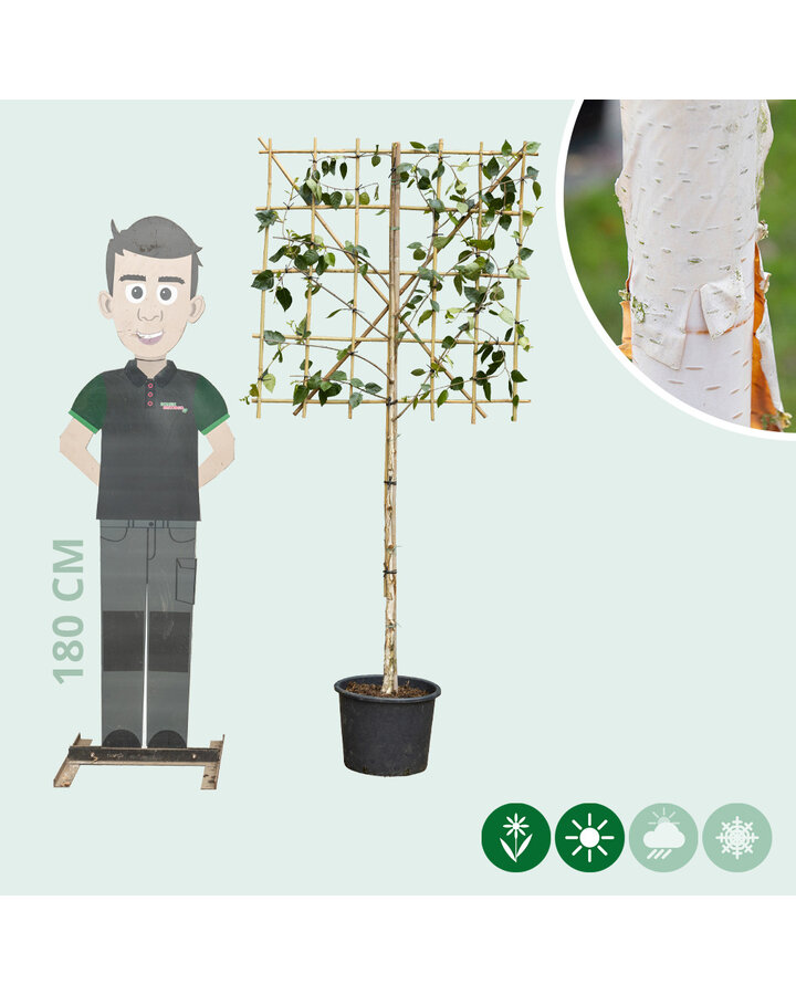 Betula ut. 'jacquemontii' | Witte Himalaya berk leiboom 100 cm