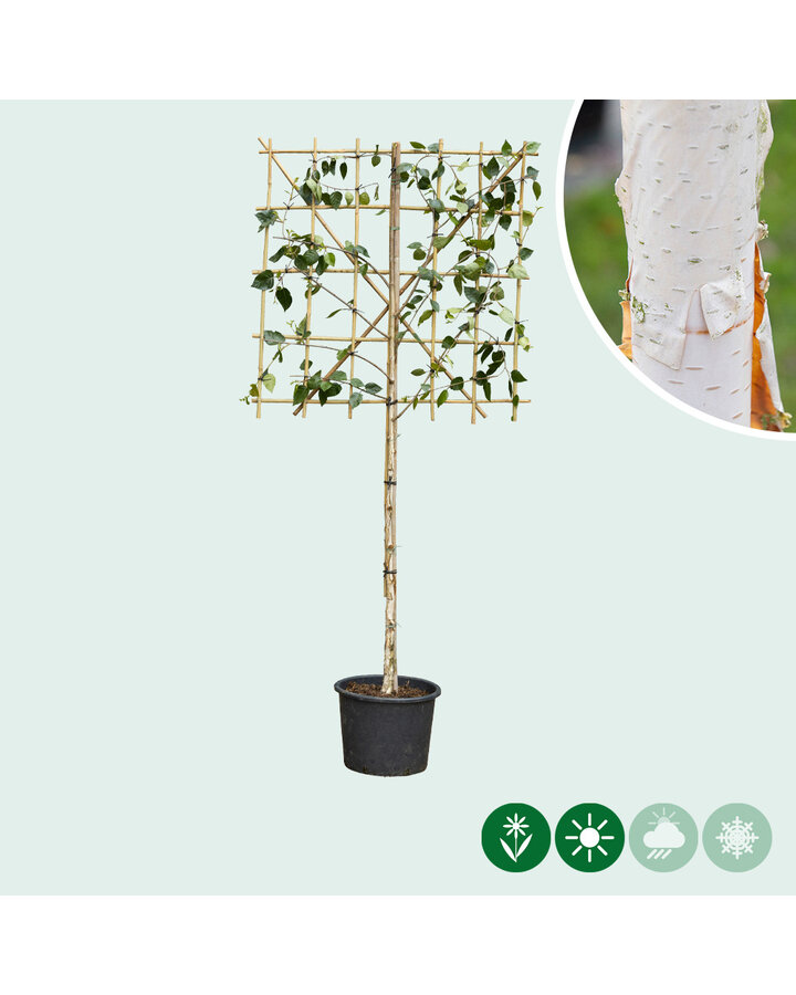 Betula ut. 'jacquemontii' | Witte Himalaya berk leiboom 100 cm