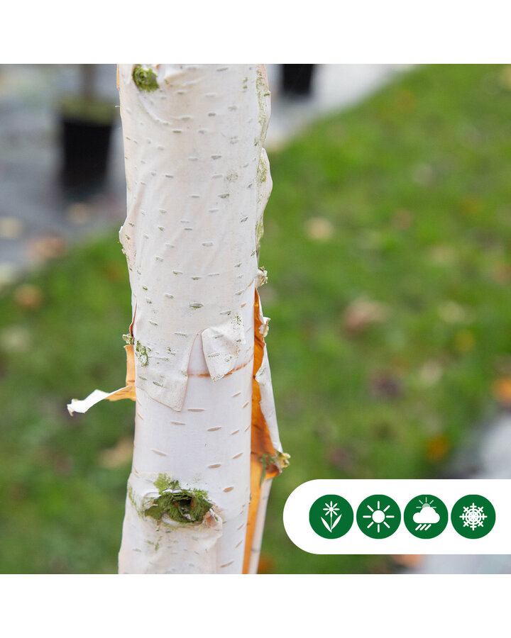 Betula ut. 'jacquemontii' | Witte Himalaya berk leiboom 100 cm