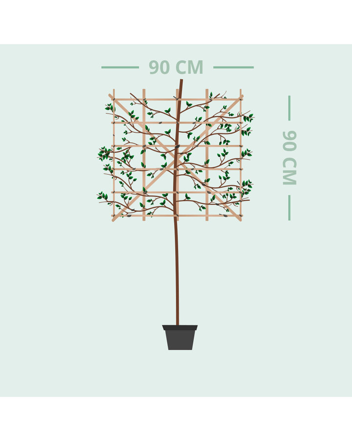 Betula ut. 'jacquemontii' | Witte Himalaya berk leiboom 100 cm
