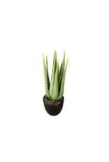 plant aloe klein