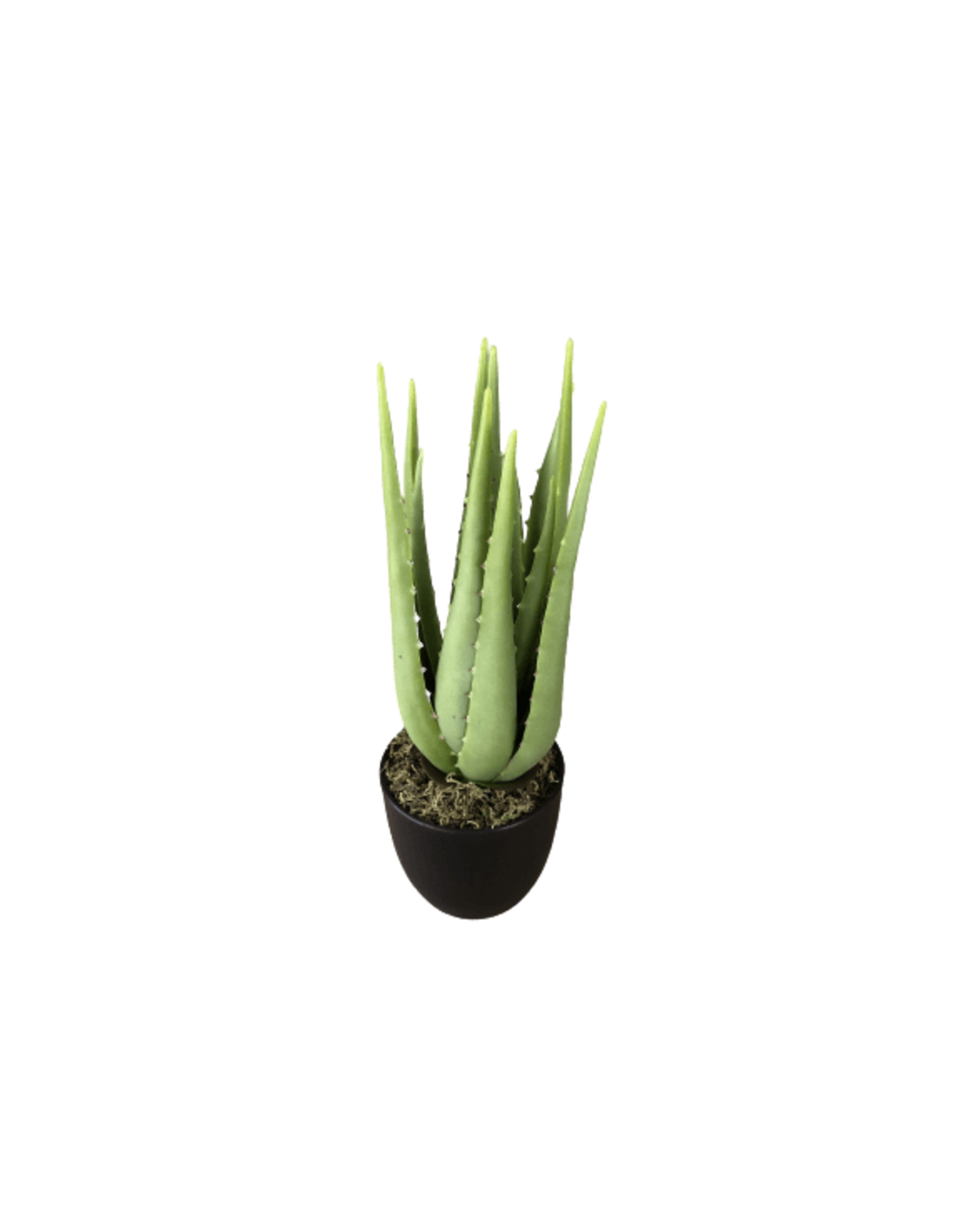 plant aloe klein