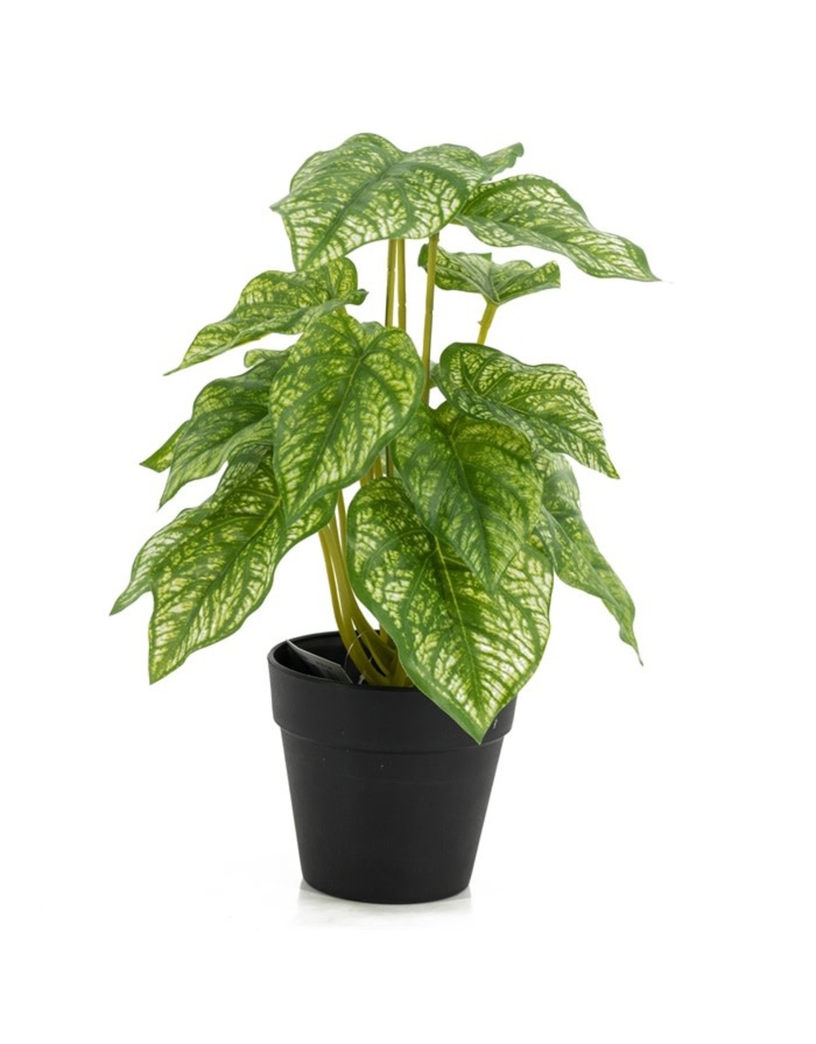 Plant kolony philo