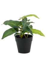 Plant kolony philodendron lang blad