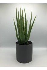 plant aloe in pot