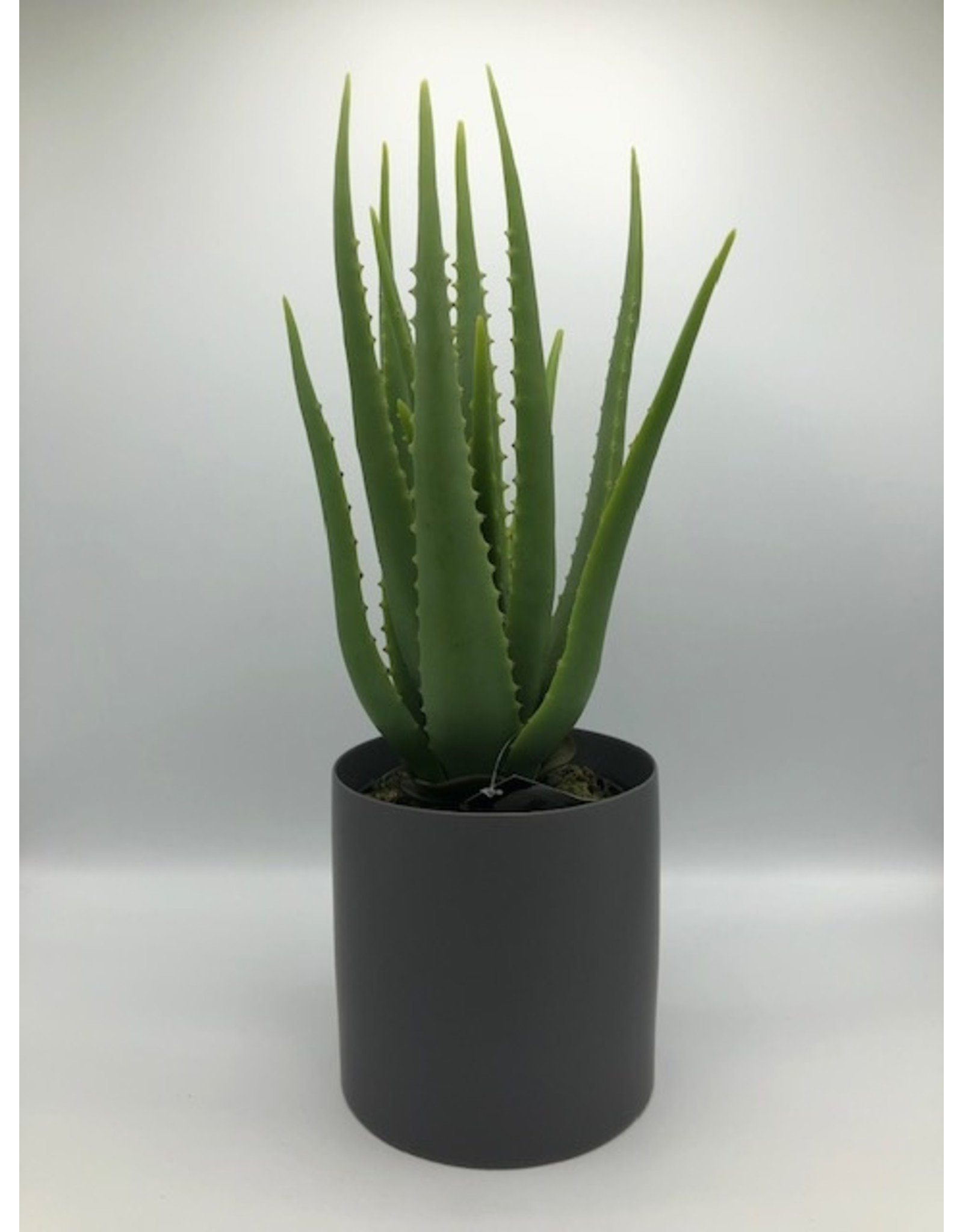 plant aloe in pot