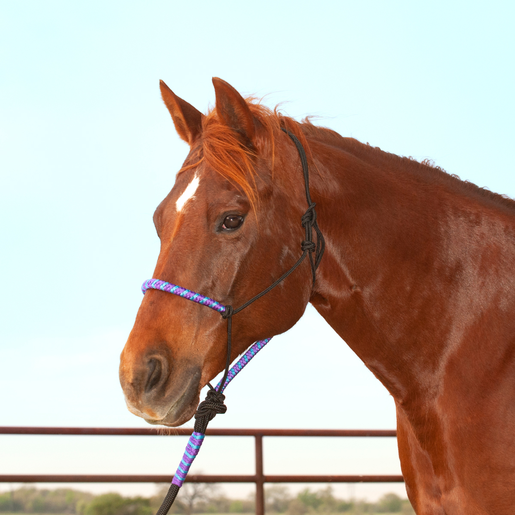 Classic Equine Two-Tone Halter with Lead