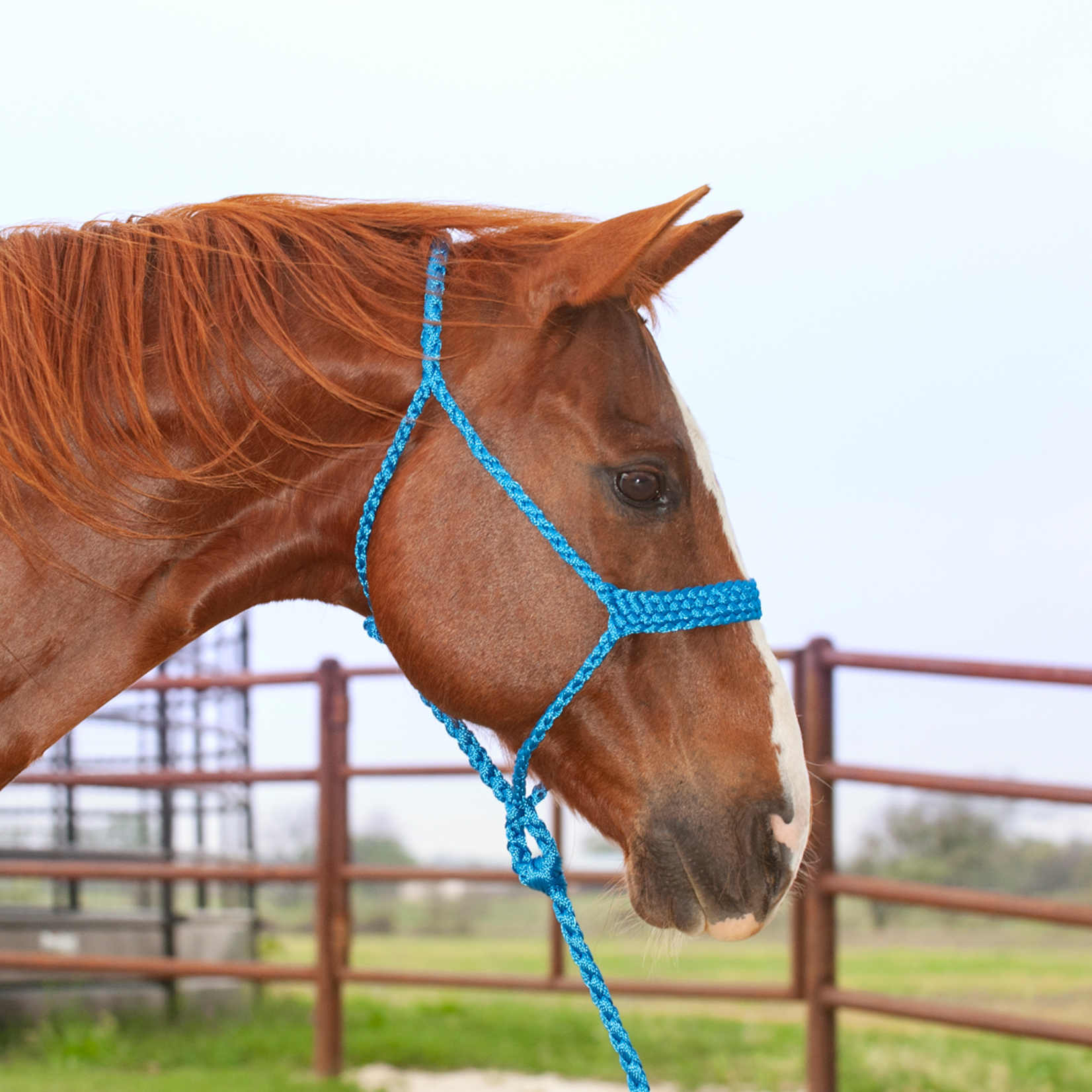 Classic Equine Colored Flat Braid Halter with Lead