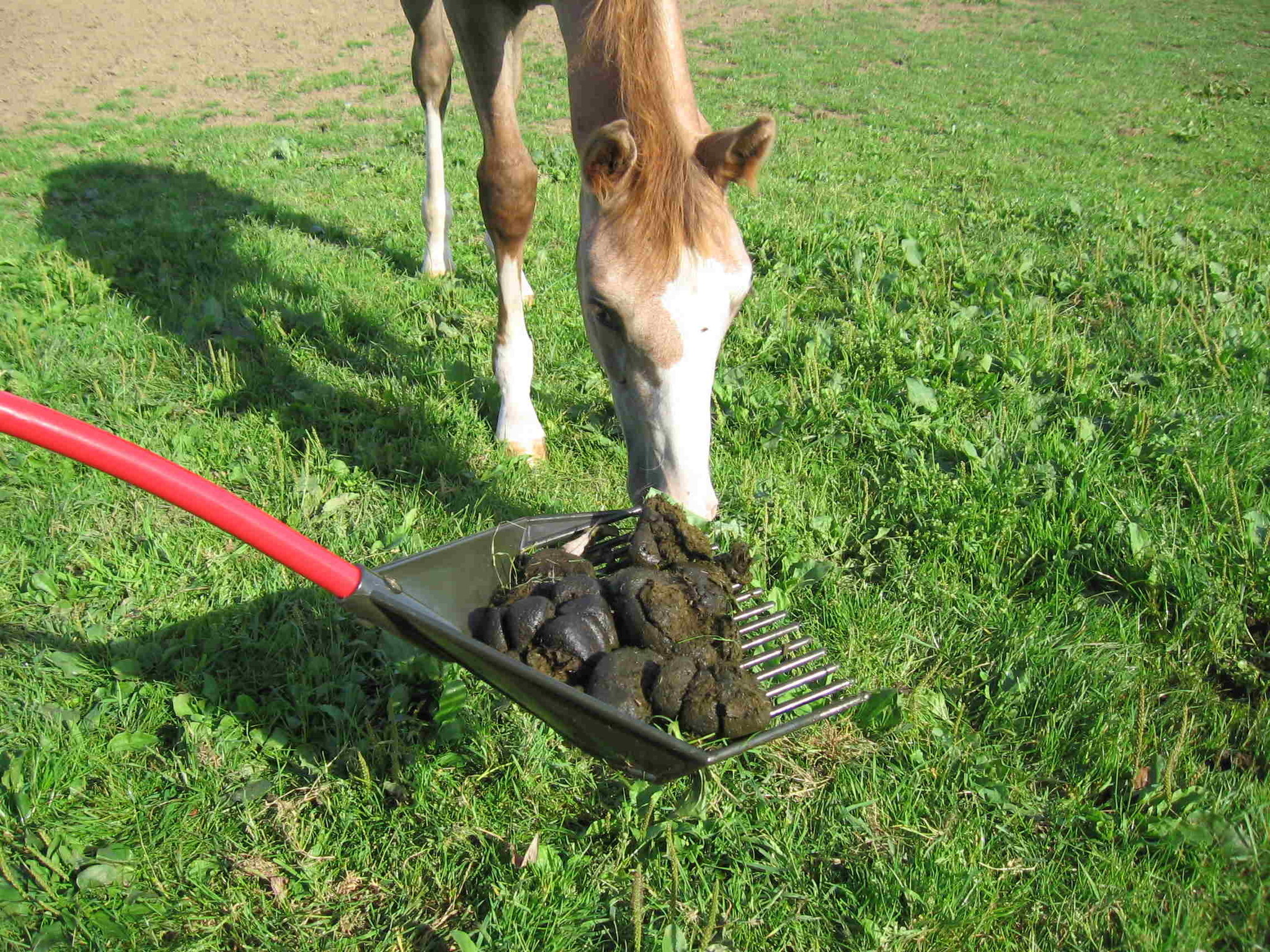 Die Golden Gark als Mistgabel und Stallgerät