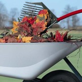 Golden Gark Kombiangebot - Standard & XXL