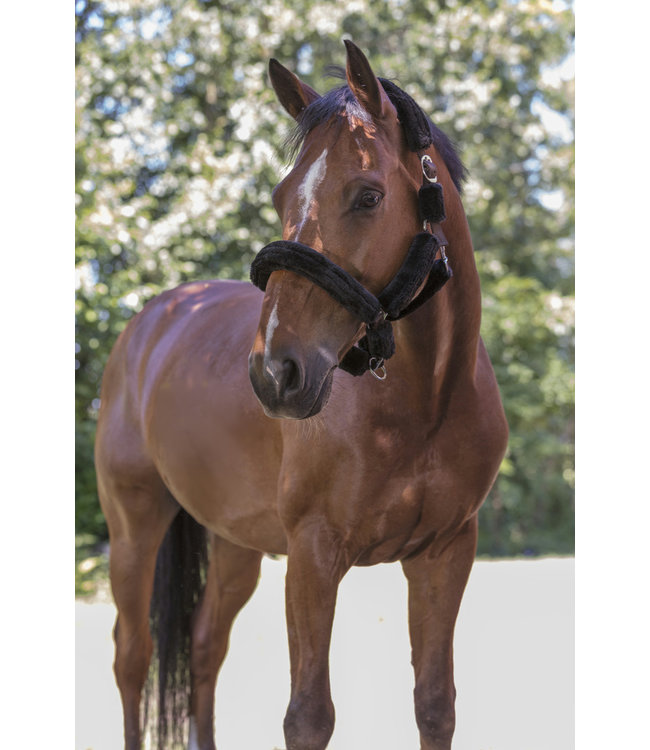 NORTON FULL 'SHEEPSKIN' HEADCOLLAR