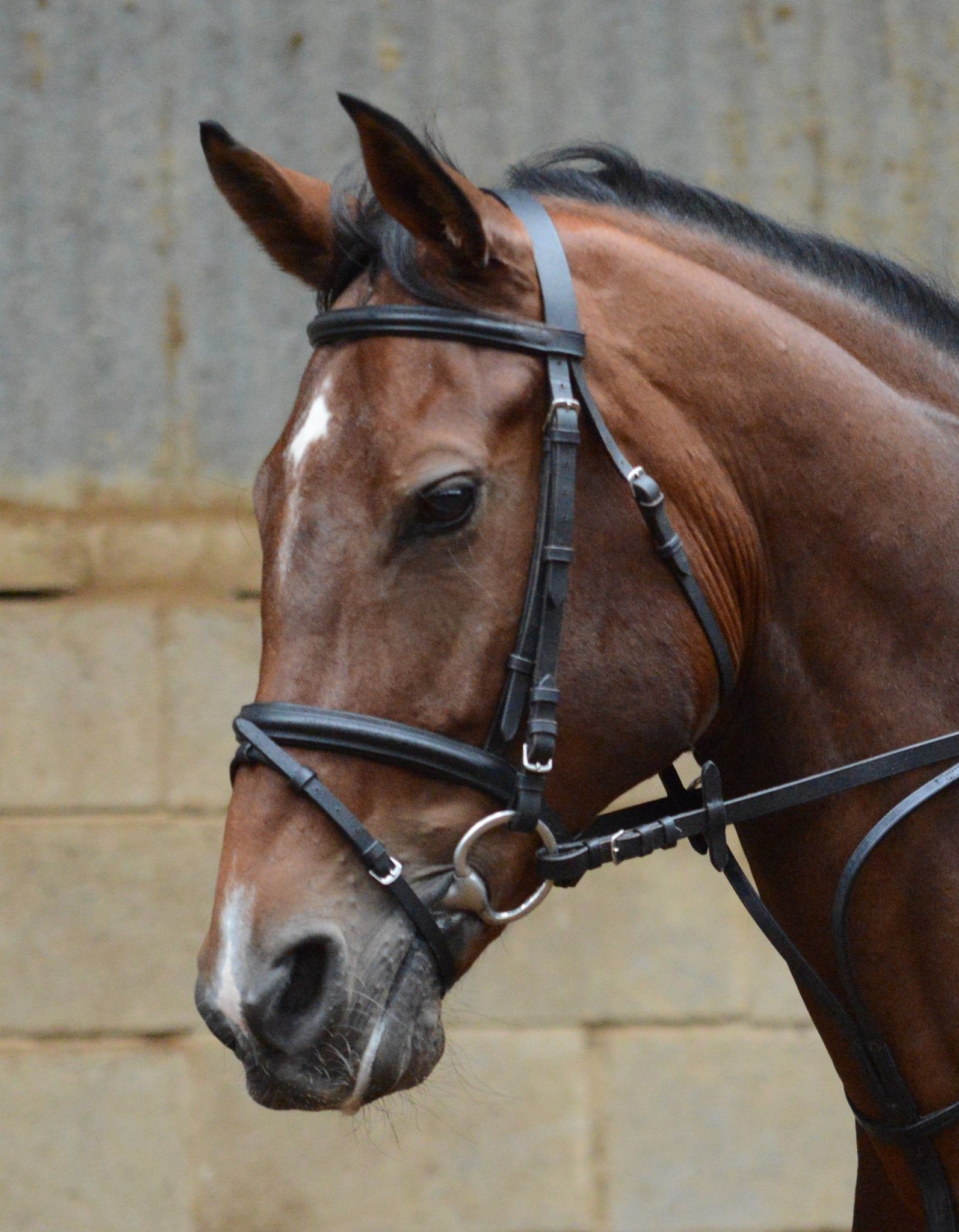 EquiSential Bridle & Reins Forever Equestrian Tack and Clothing Store