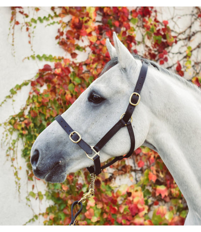 EQUISENTIAL LEATHER HEADCOLLAR