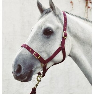 Headcollar & Leadropes