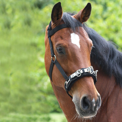 Lunging & Training Aids