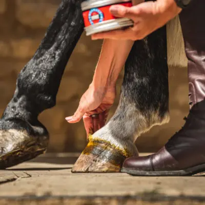 Hoof Care