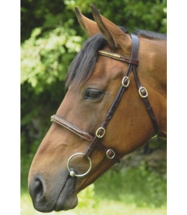 BREEZE UP INHAND SHOWING BRIDLE