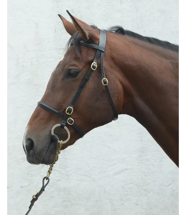 MACKEY CLASSIC IN-HAND BRIDLE - Black
