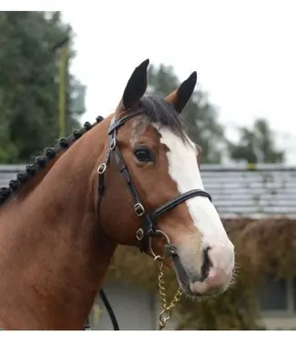 Mackey MACKEY CLASSIC IN-HAND BRIDLE - Brown