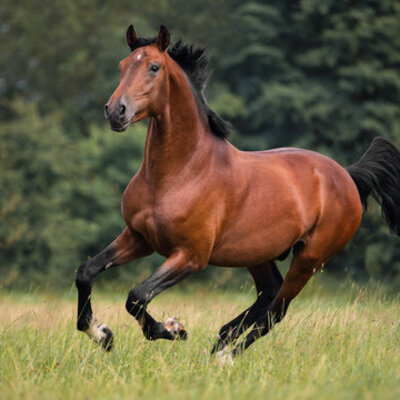 HORSE