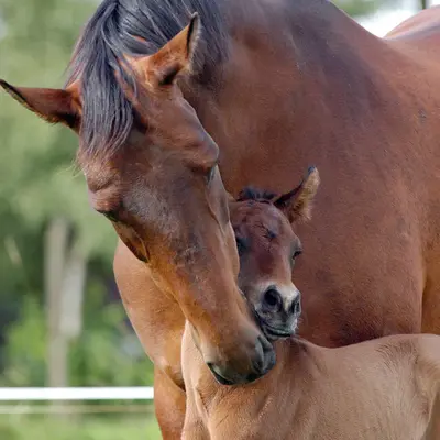 Breeding & Bone Support